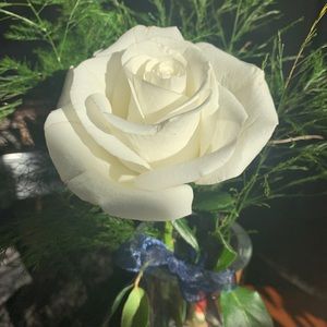 Meet your Posher, Joy